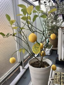 ふるさと納税でもらったレモンの木の実が黄色く色づきました