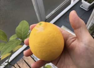 レモン収穫